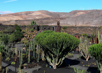 Кактусовый сад (Jardin de Cactus) – фотографии Канарских островов