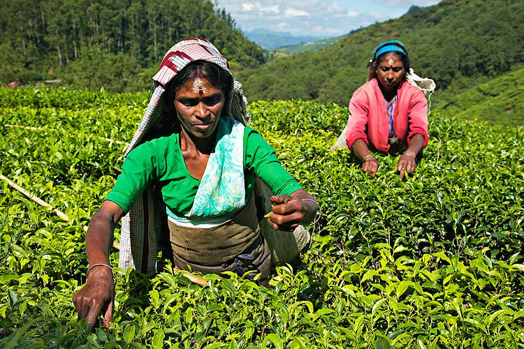 Нувара Элия, Шри-Ланка, фото № 52048 – фотографии Шри-Ланки