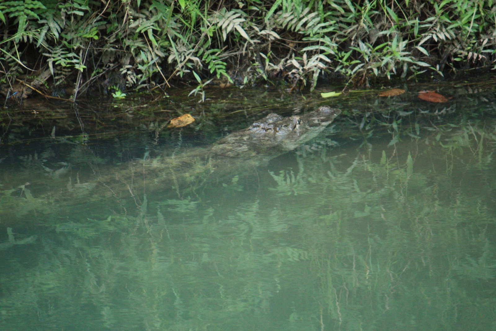 Крокодил – фотографии Непала