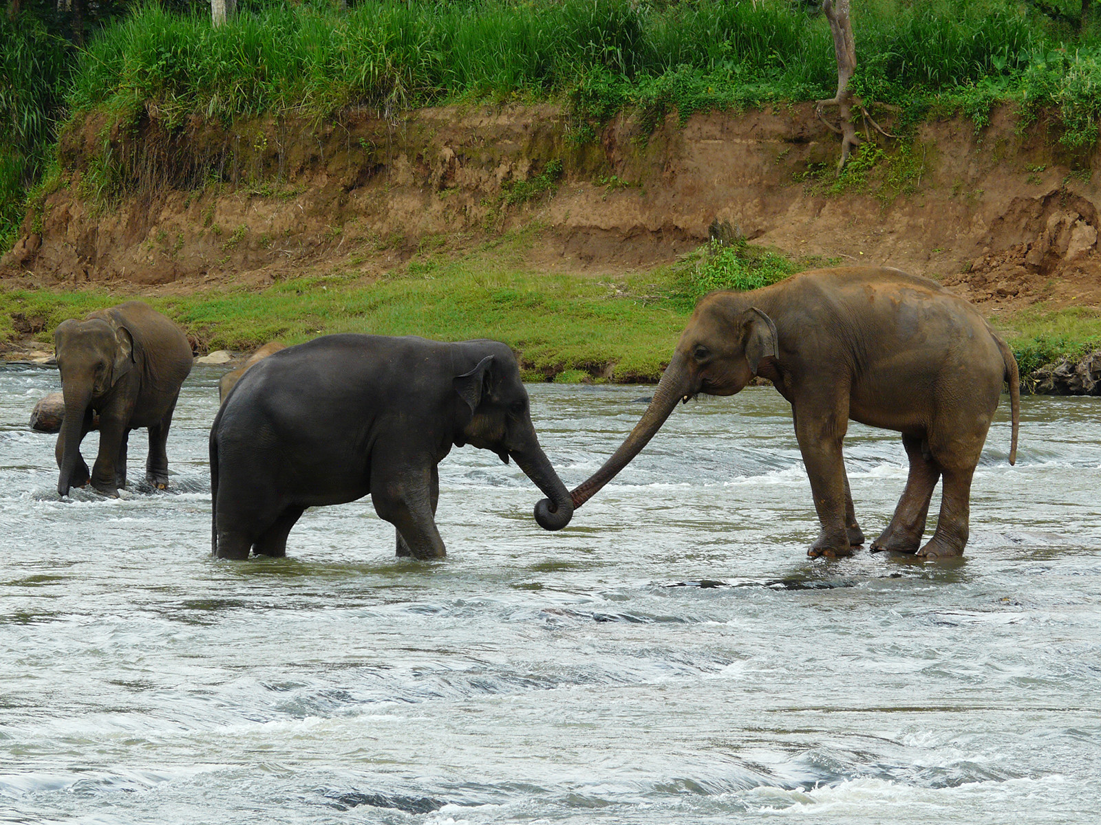 Слоновий питомник Пиннавела в 40 км от Канди – фотографии Шри-Ланки