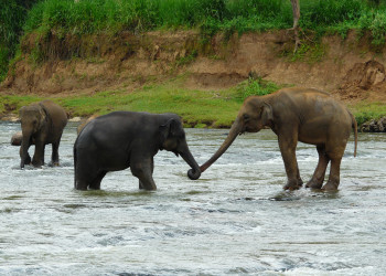 Слоновий питомник Пиннавела в 40 км от Канди – фотографии Шри-Ланки