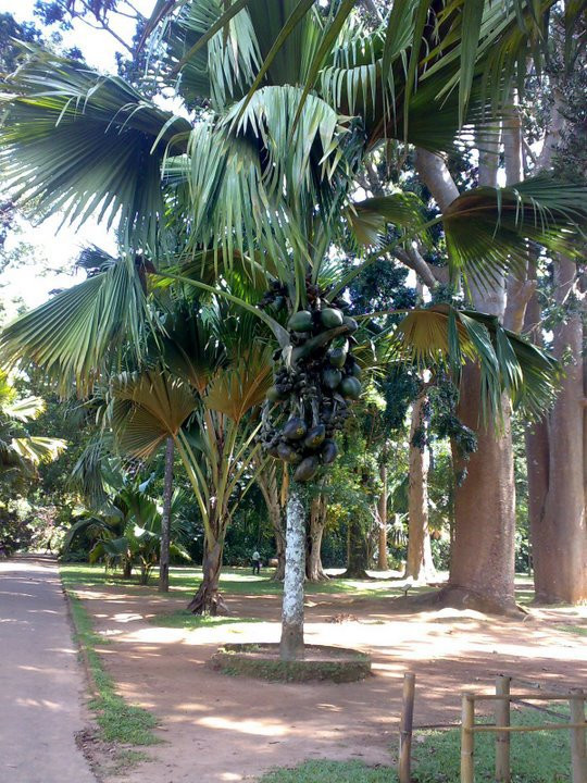 Канди, Шри-Ланка, фото № 51395 – фотографии Шри-Ланки