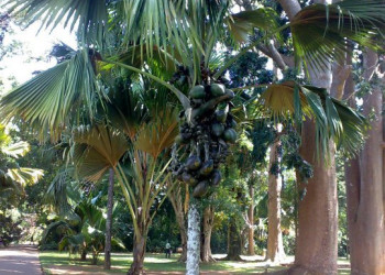 Канди, Шри-Ланка, фото № 51395 – фотографии Шри-Ланки