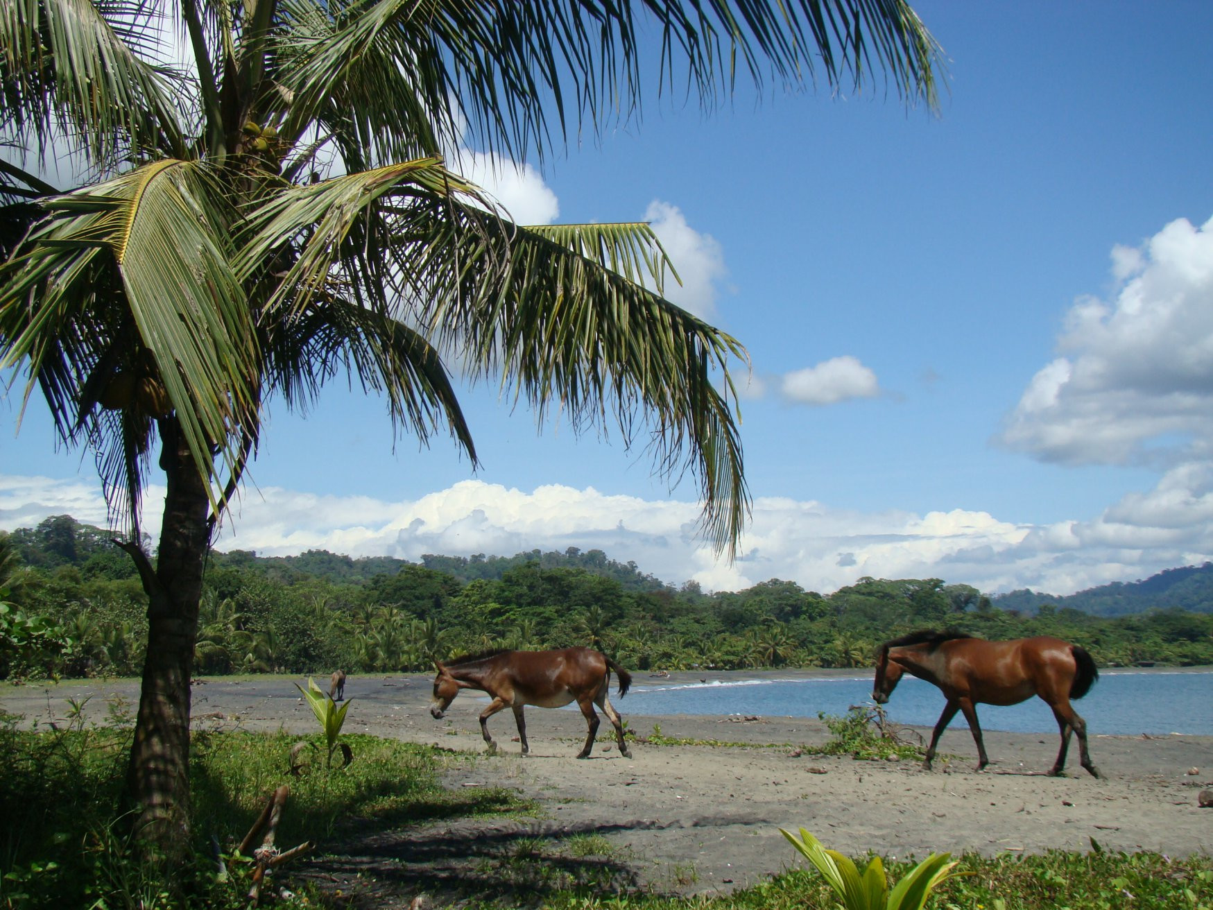 Пуэрто Вьехо, Лимон провинция, Коста-Рика, фото № 40178 – фотографии Коста-Рики