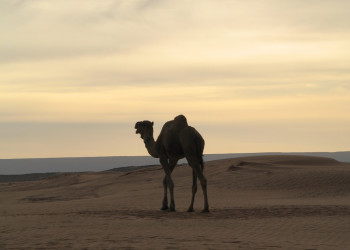 Марокко, фото № 51 – фотографии Марокко