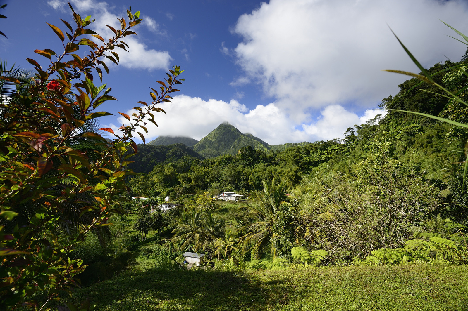 Природа в окрестностях Фор-де-Франс – фотографии Мартиники