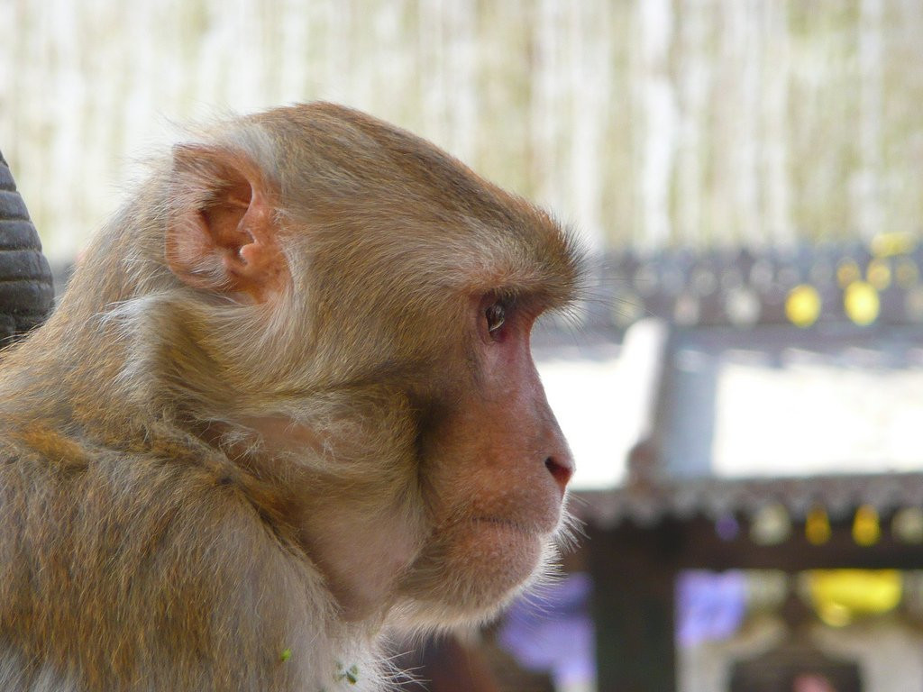 Одна из тысяч местных обезьян – фотографии Непала