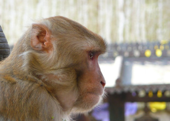 Одна из тысяч местных обезьян – фотографии Непала