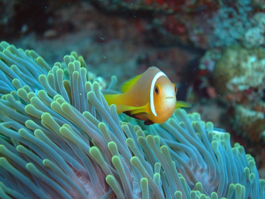 Подводный мир на Мальдивах. Фото 12 – фотографии Мальдивских островов