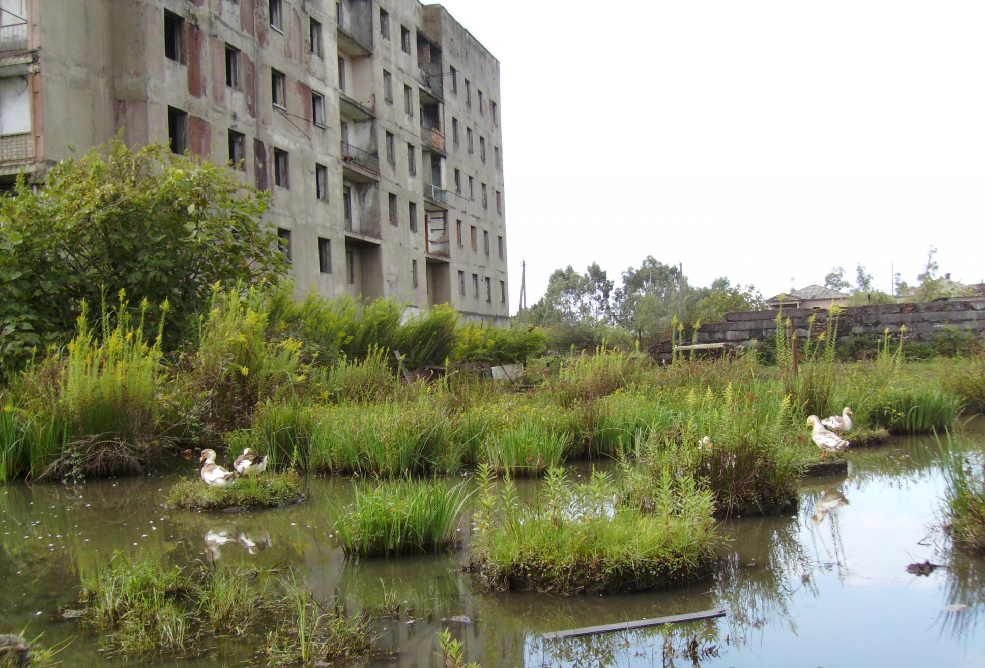 Утки в Очамчыра, Абхазия – фотографии Абхазии