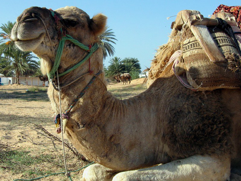 Верблюд в Тунисе – фотографии Туниса