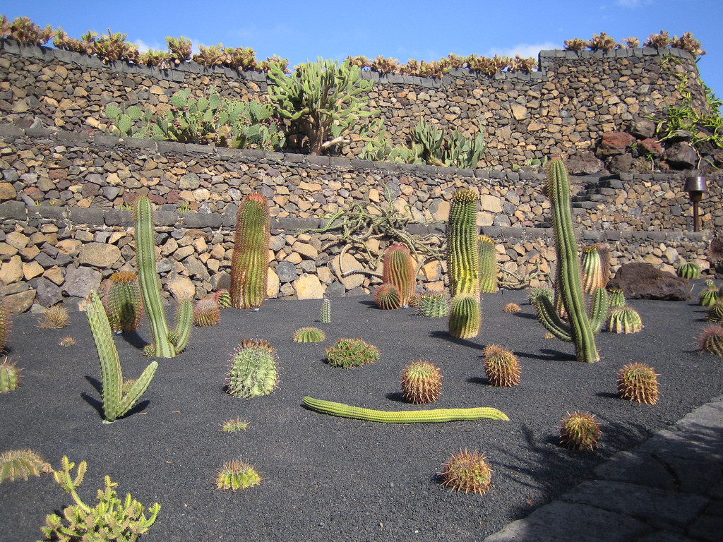 Кактусовый сад (Jardin de Cactus) – фотографии Канарских островов