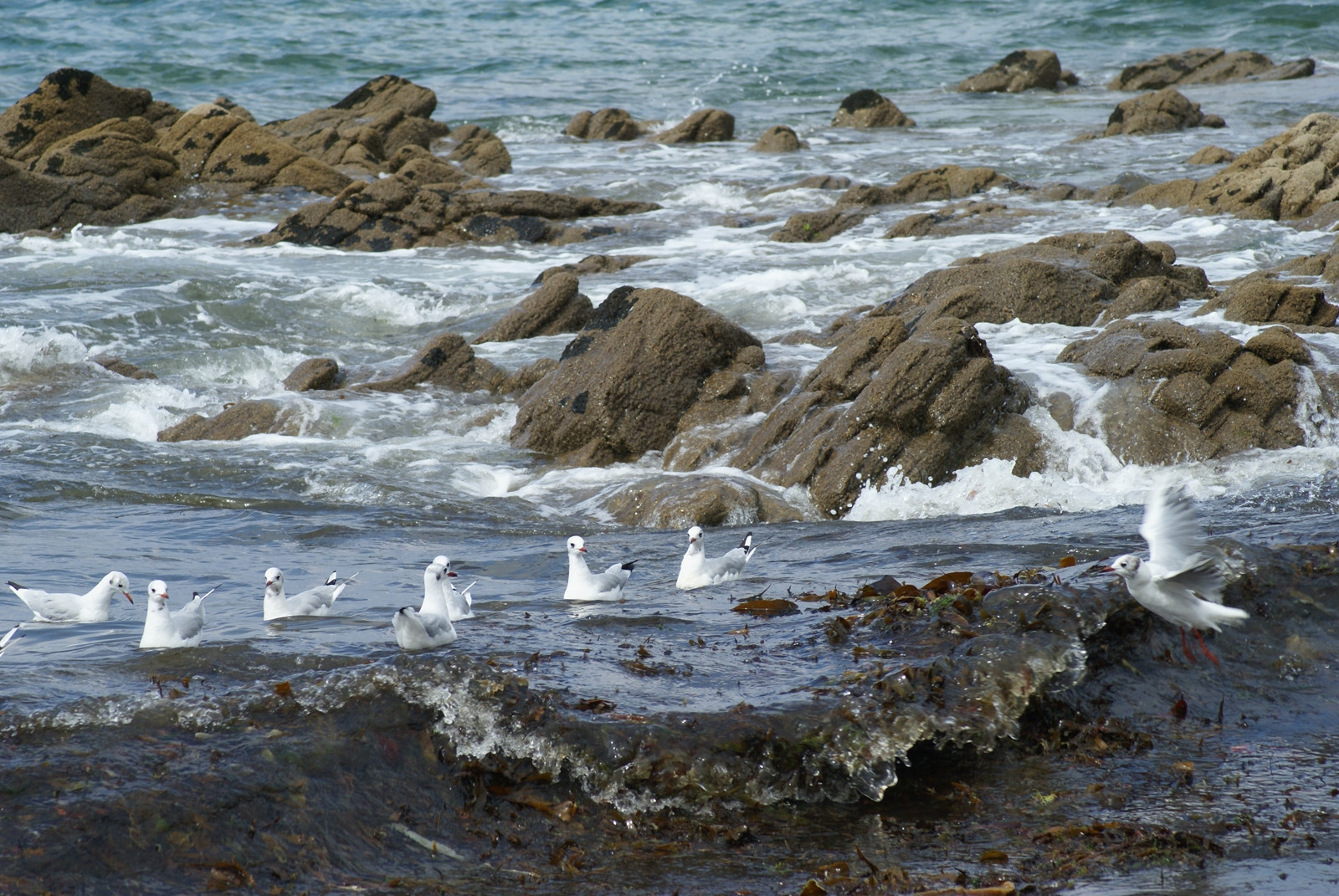 Птицы в Кибероне, Франция – фотографии Франции