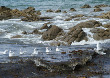 Птицы в Кибероне, Франция – фотографии Франции