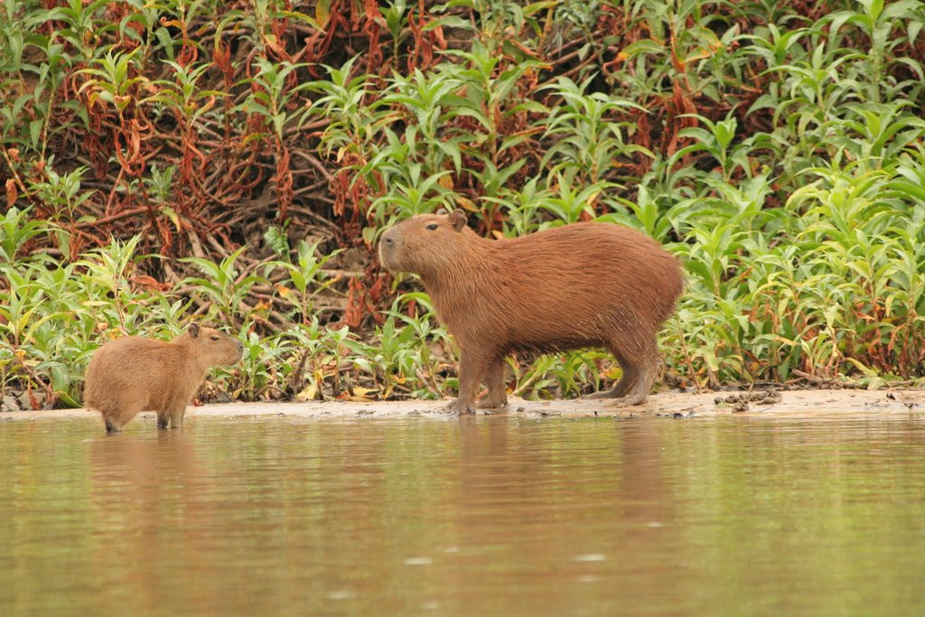 Пантанал, Бразилия, фото № 59760 – фотографии Бразилии