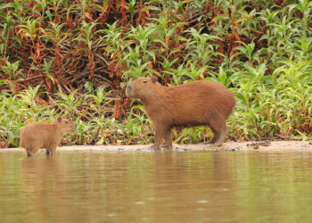 Пантанал, Бразилия, фото № 59760 – фотографии Бразилии