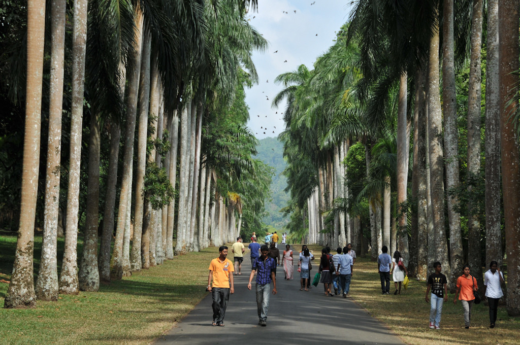 Аллея Пальм в Ботаническом саду в Перадении на Шри-Ланке – фотографии Шри-Ланки