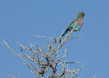Намибия, фото № 5589 – фотографии Намибии