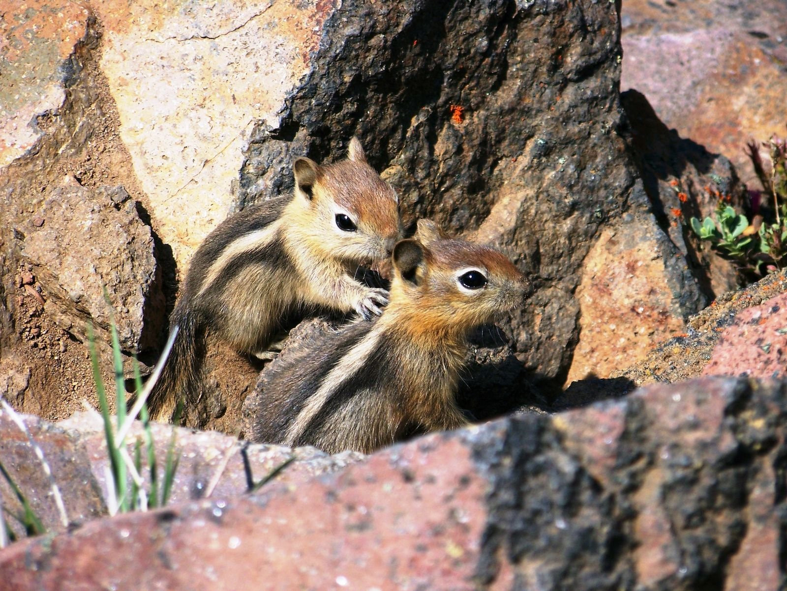 Крейтер Озеро Национальный Парк, Орегон штат, США, фото № 78612 – фотографии США