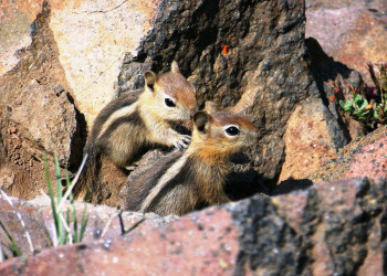 Крейтер Озеро Национальный Парк, Орегон штат, США, фото № 78612 – фотографии США