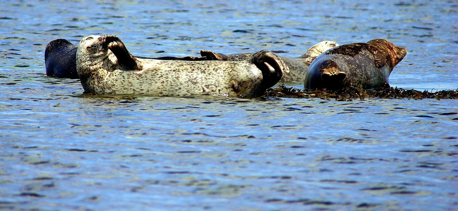 Ирландия, фото № 2569 – фотографии Ирландии