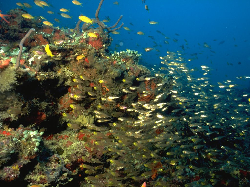 Подводный мир на Мальдивах. Фото 7 – фотографии Мальдивских островов