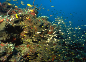 Подводный мир на Мальдивах. Фото 7 – фотографии Мальдивских островов