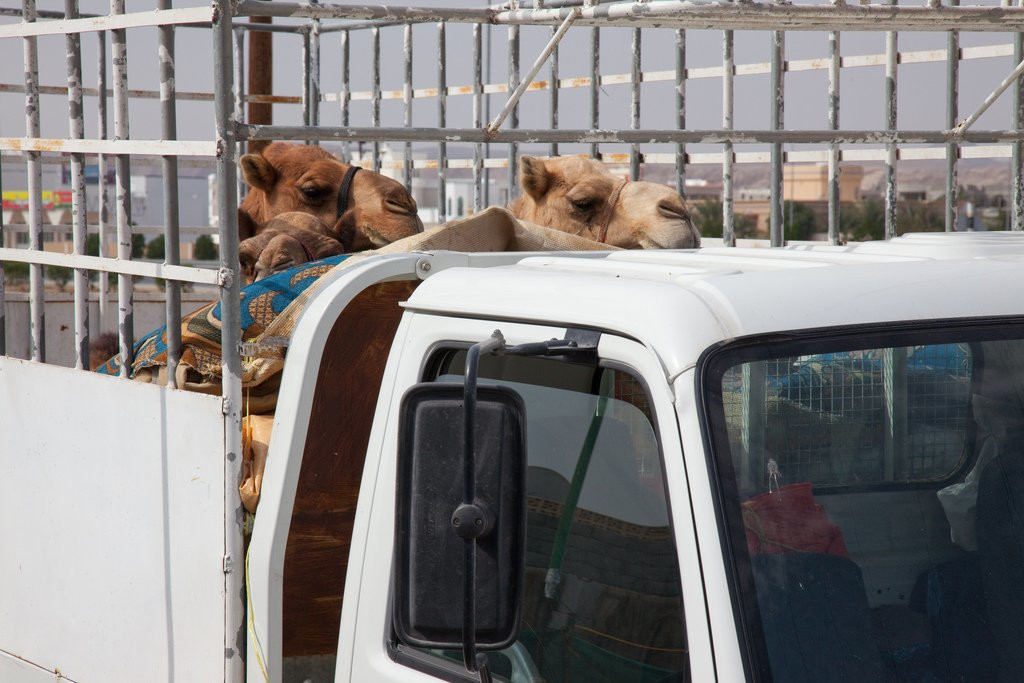 Оман, фото № 5229 – фотографии Омана