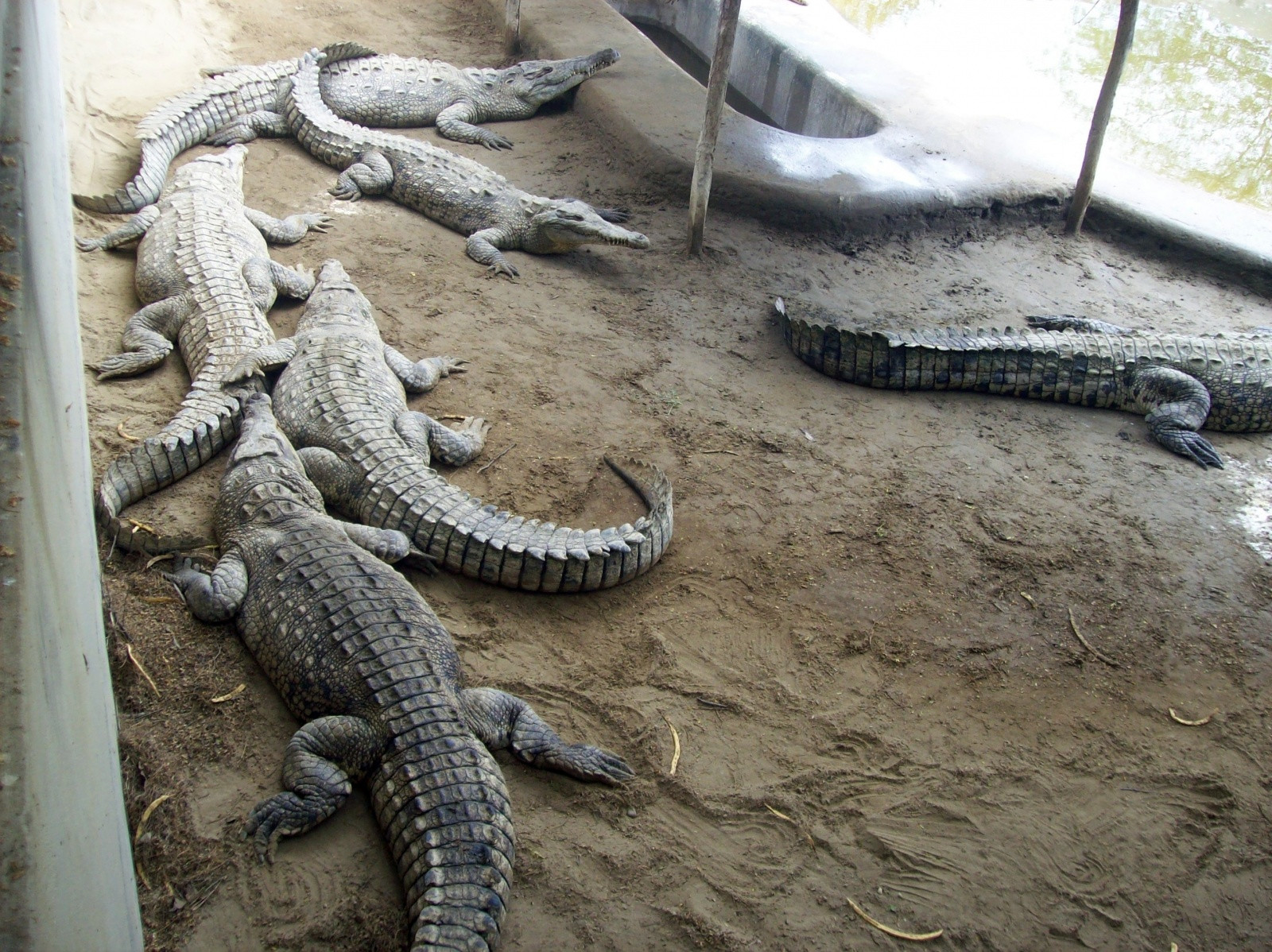 Крокодиловая ферма возле Тумбеса – фотографии Перу