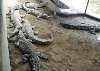 Крокодиловая ферма возле Тумбеса – фотографии Перу