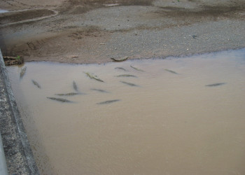 Коста-Рика, фото № 767 – фотографии Коста-Рики