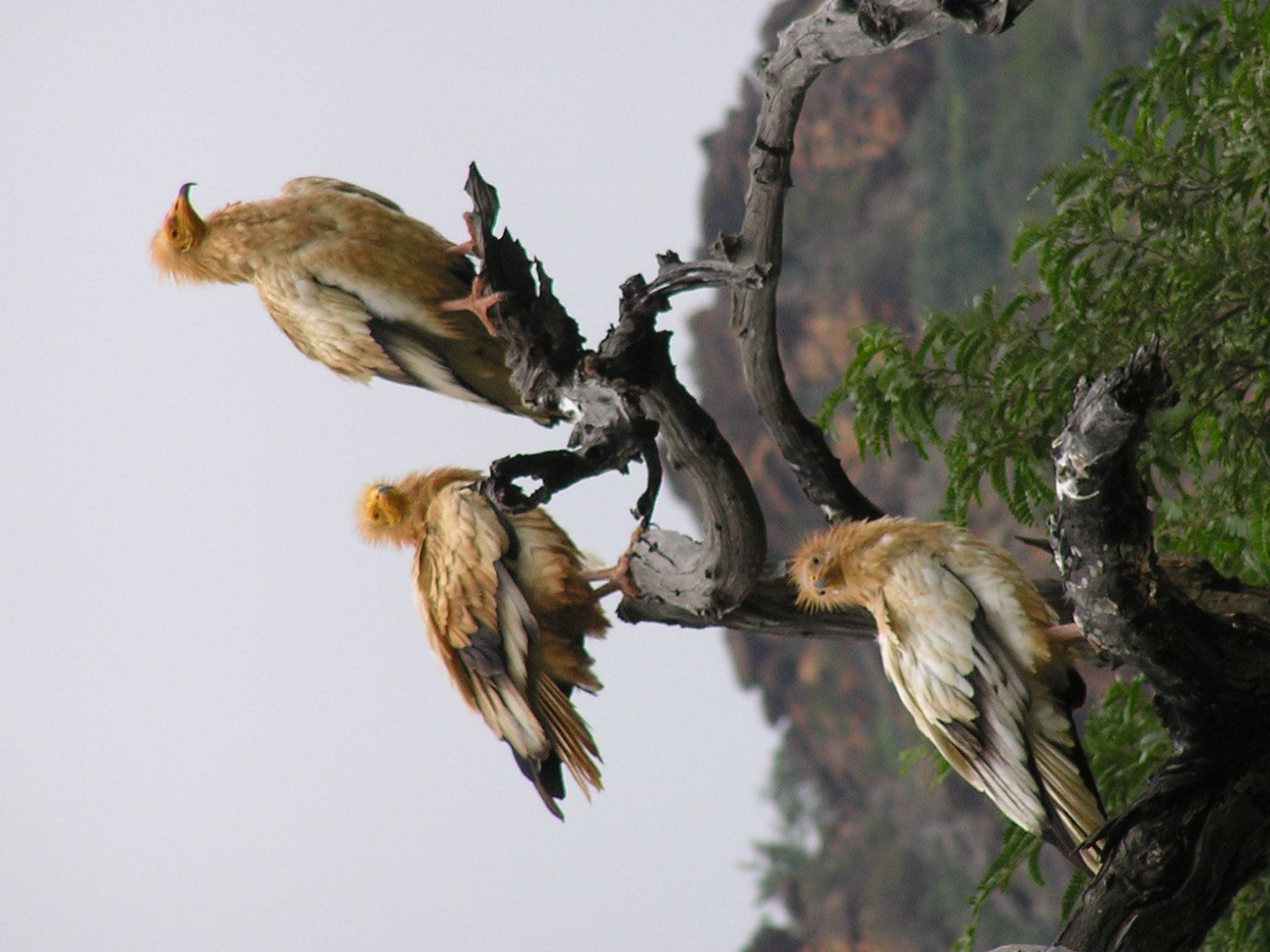 Пернатые обитатели Сокотры – фотографии Йемена