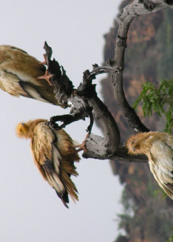 Пернатые обитатели Сокотры – фотографии Йемена