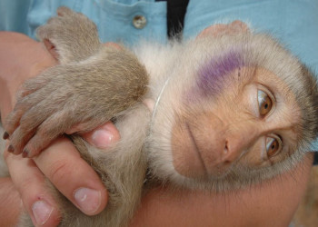 Обезьянка на острове Самуи, Тайланд – фотографии Таиланда