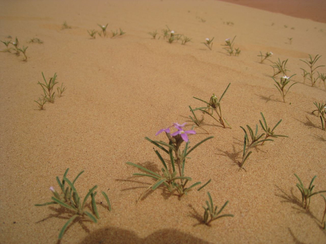 Вади Рам, Иордания, фото № 36471 – фотографии Иордании