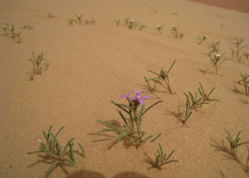 Вади Рам, Иордания, фото № 36471 – фотографии Иордании