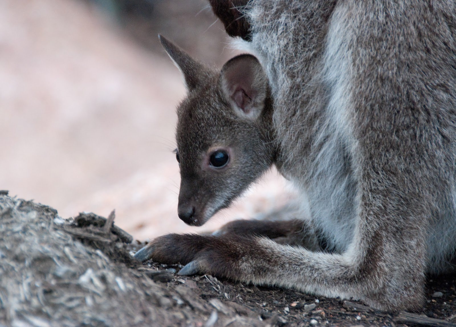 Кенгурёнок в Тасмании, Австралия – фотографии Австралии
