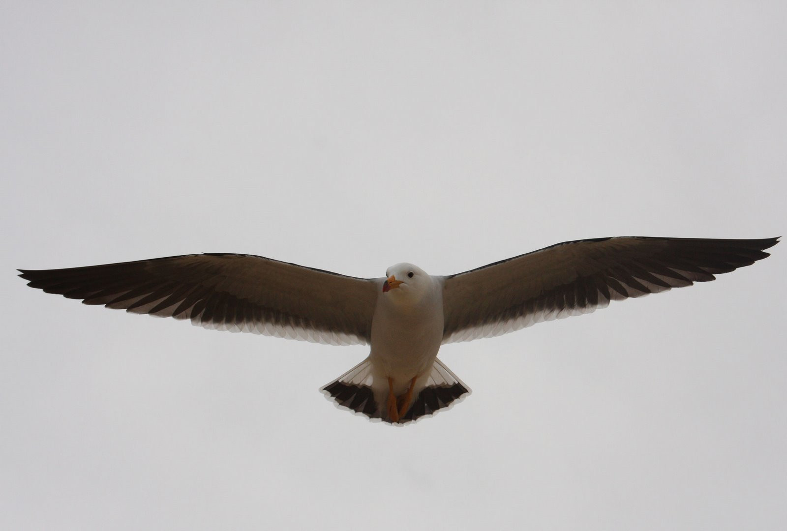 Чайка – фотографии Перу