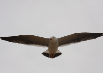 Чайка – фотографии Перу