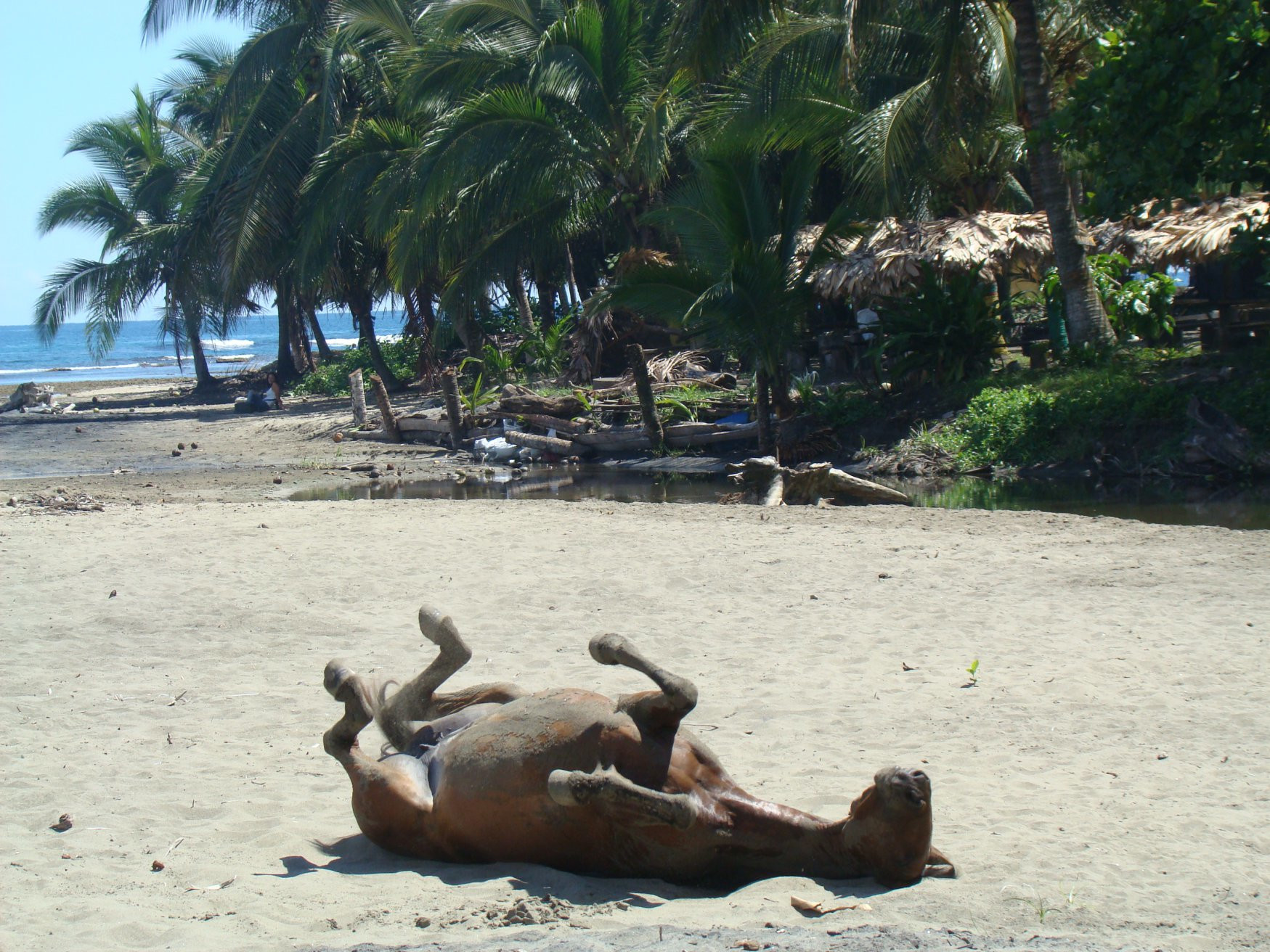 Пуэрто Вьехо, Лимон провинция, Коста-Рика, фото № 40176 – фотографии Коста-Рики