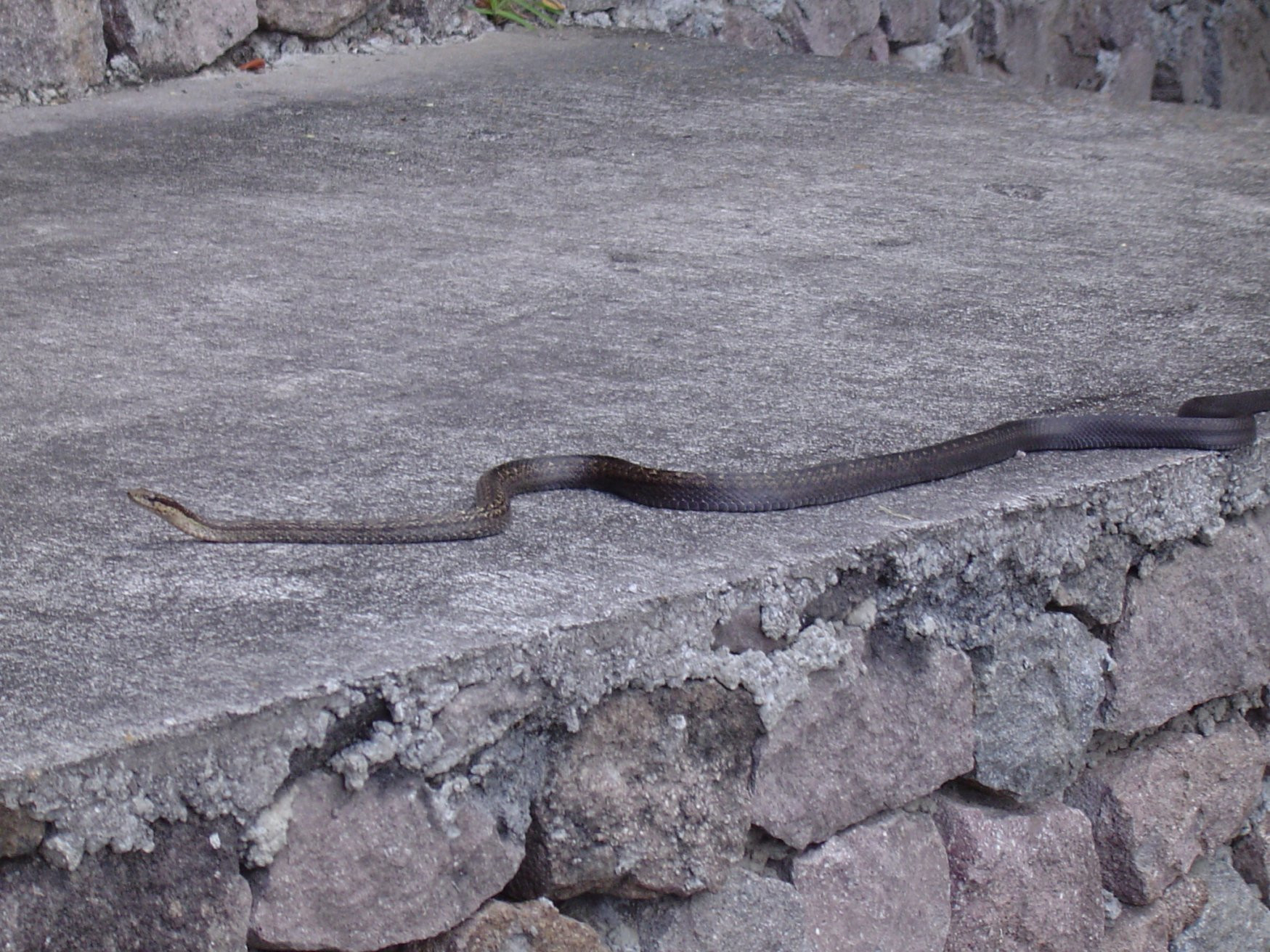 Саба остров, Карибские Нидерланды, фото № 76744 – фотографии Карибских Нидерландов