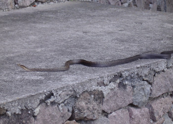 Саба остров, Карибские Нидерланды, фото № 76744 – фотографии Карибских Нидерландов