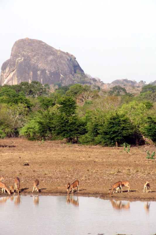 Яла Национальный Парк, Шри-Ланка, фото № 52644 – фотографии Шри-Ланки