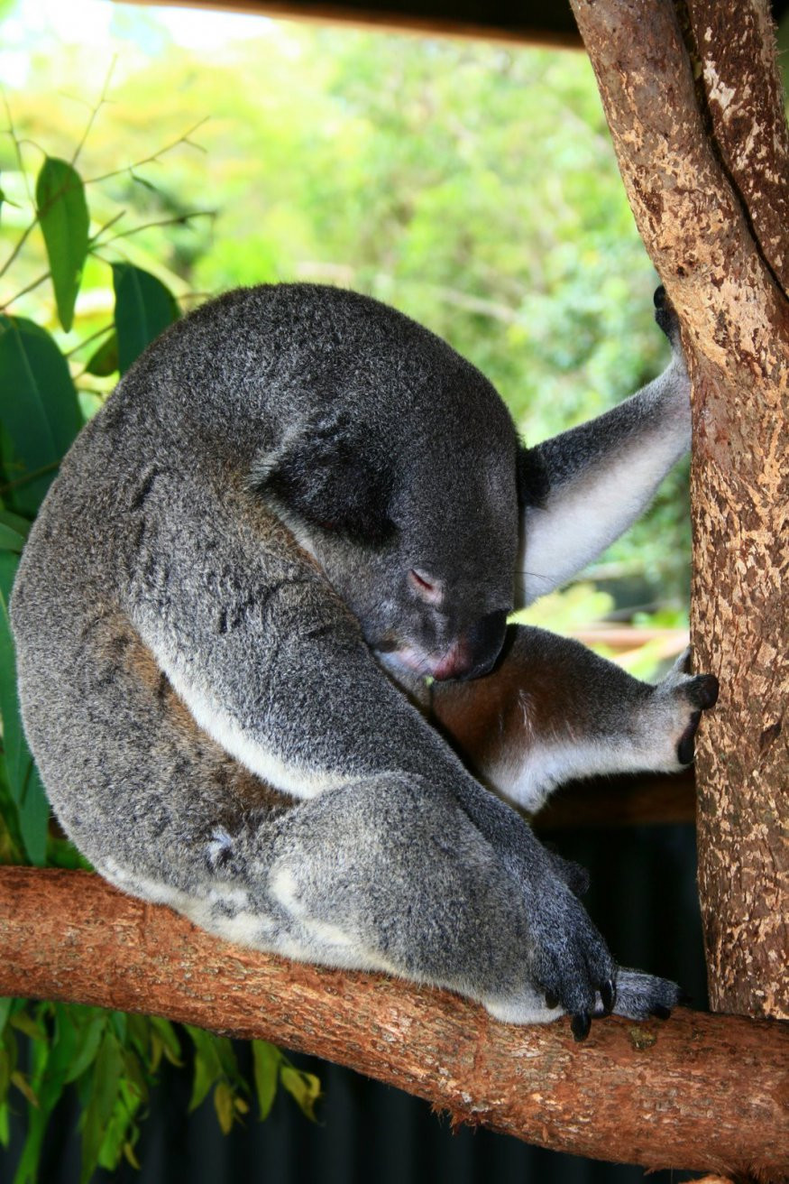 Коала в Австралии – фотографии Австралии