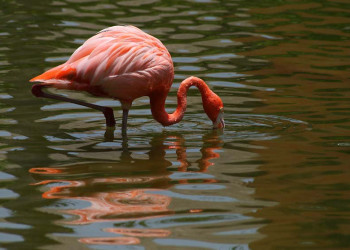 Ривьера-Майя, Мексика, фото № 44075 – фотографии Мексики