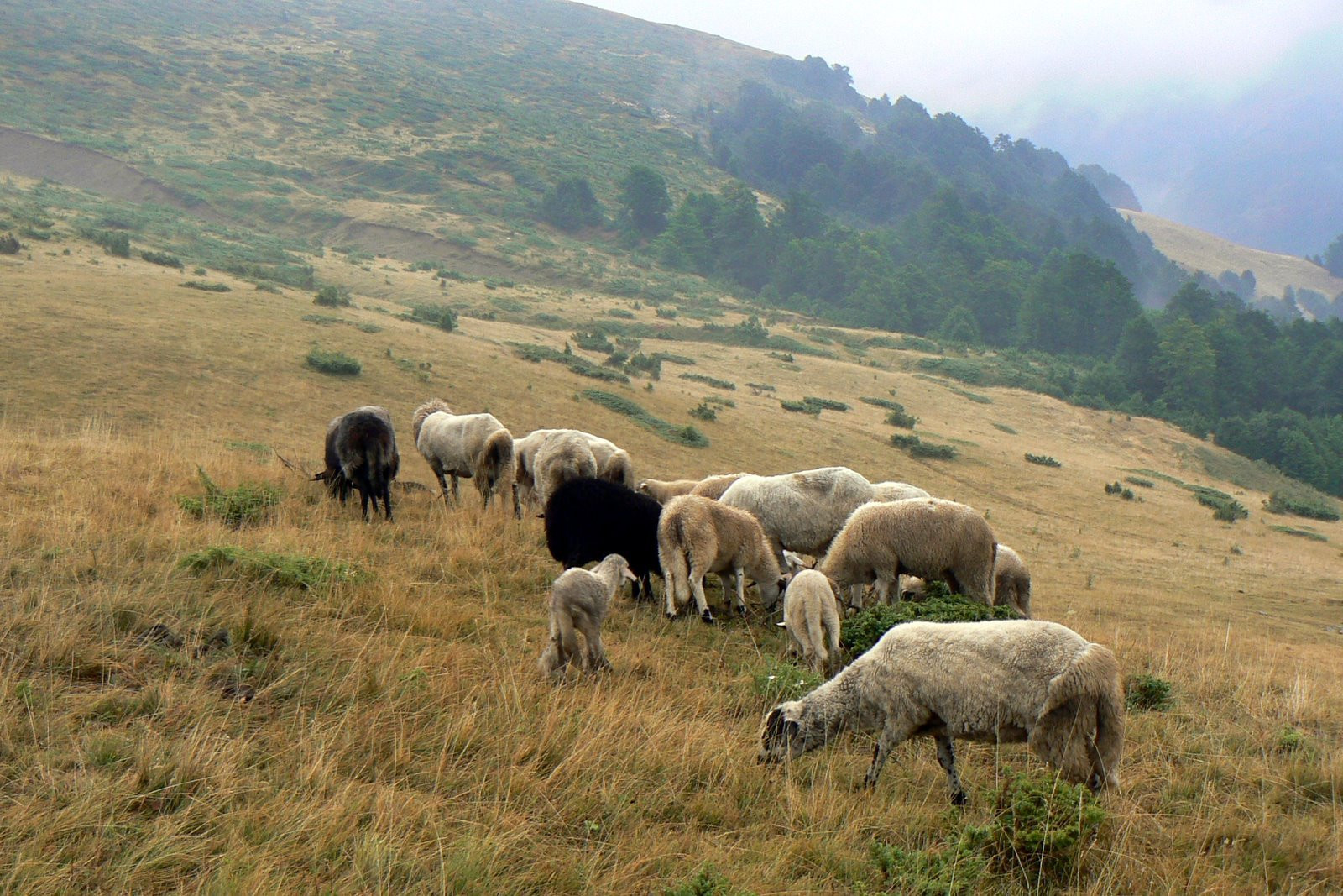 Овцы в Проклетие, Черногория – фотографии Черногории