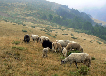 Овцы в Проклетие, Черногория – фотографии Черногории