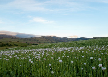 Природа Тасмании, Австралия. Фото 3 – фотографии Австралии