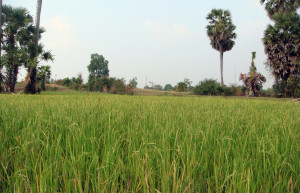 Природа в Кампонгтхом, Камбоджа – фотографии Камбоджи