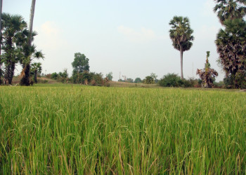 Природа в Кампонгтхом, Камбоджа – фотографии Камбоджи